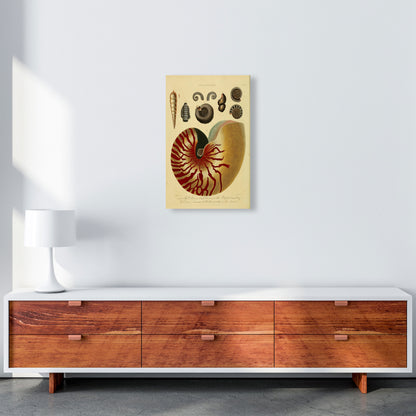 Vintage Conchology Art Print by Jason Stanley A3 Canvas