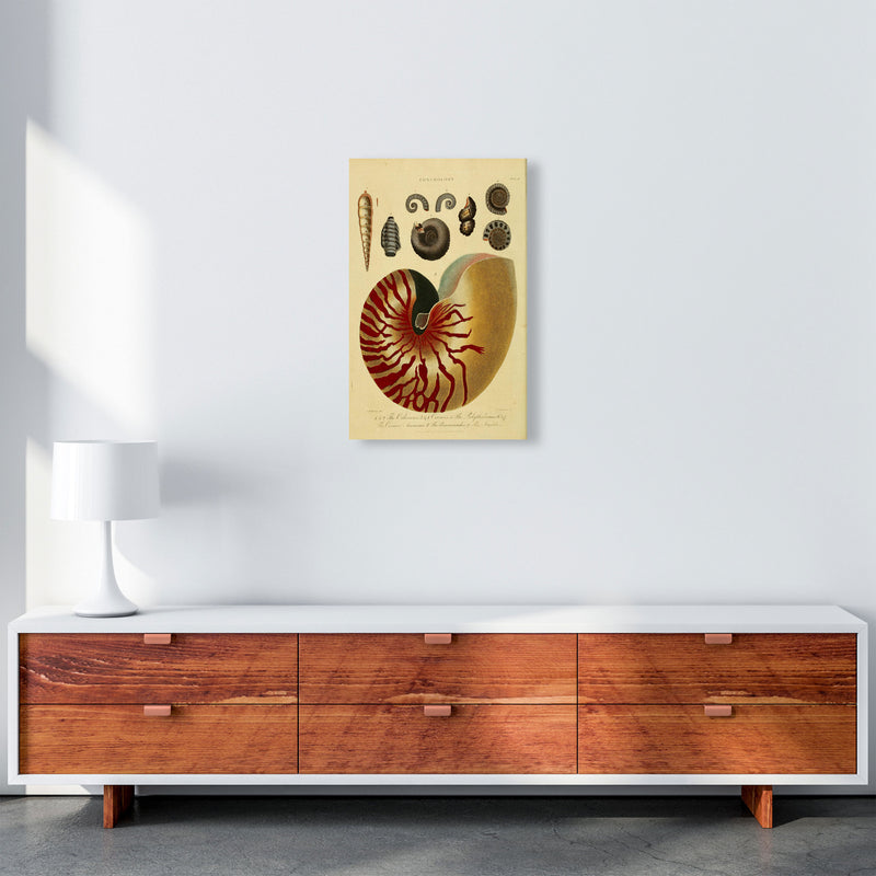 Vintage Conchology Art Print by Jason Stanley A3 Canvas