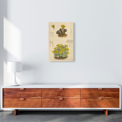 Vintage Cactus III Art Print by Jason Stanley A3 Canvas