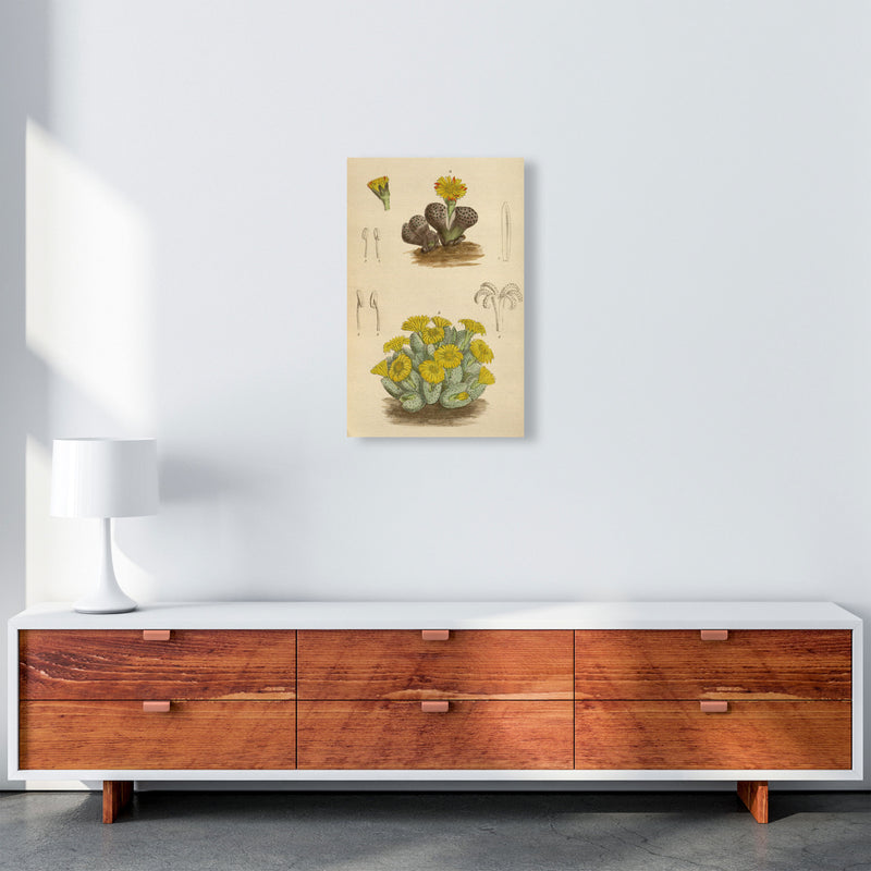 Vintage Cactus III Art Print by Jason Stanley A3 Canvas