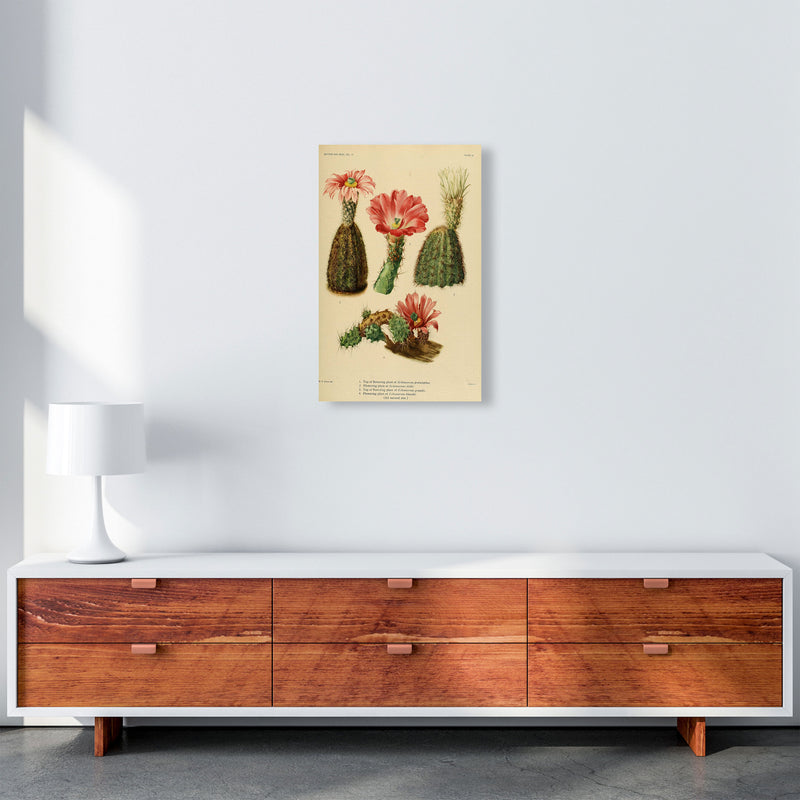 Cactus Series 2 Art Print by Jason Stanley A3 Canvas