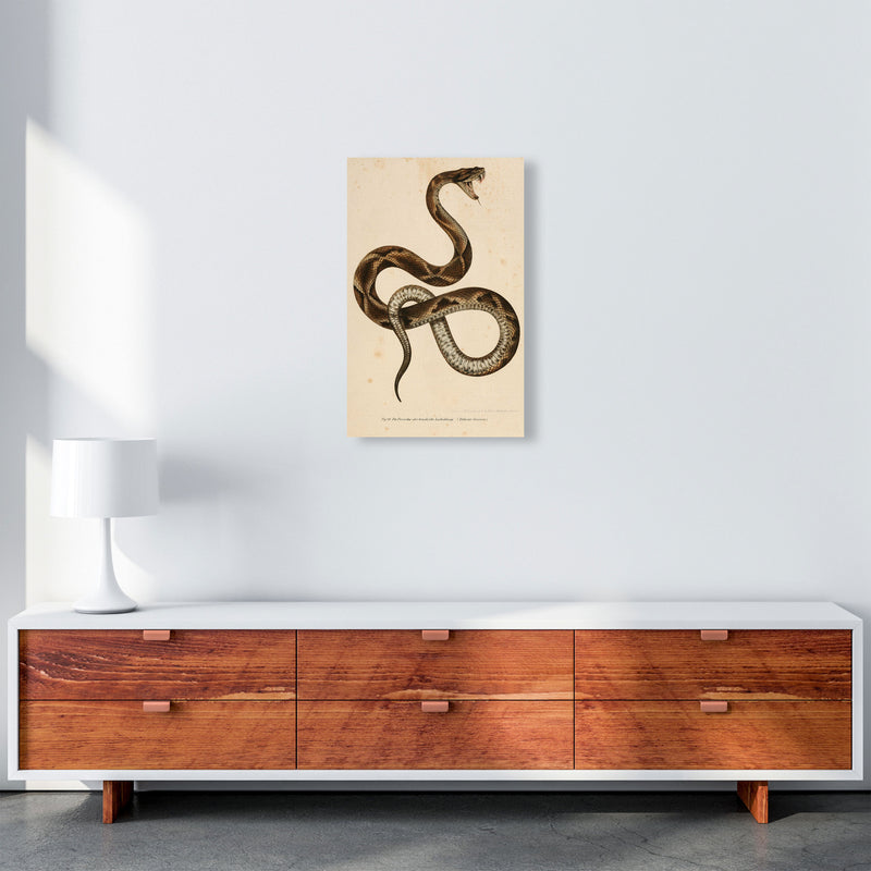 Vintage Snake Art Print by Jason Stanley