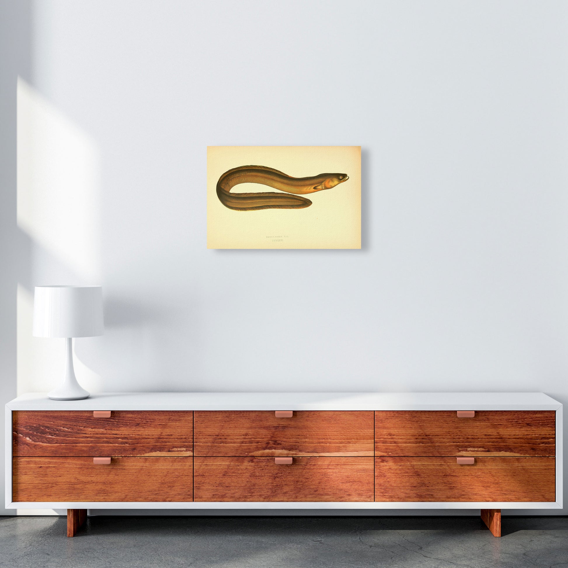 Broad Nosed Eel Art Print by Jason Stanley A3 Canvas
