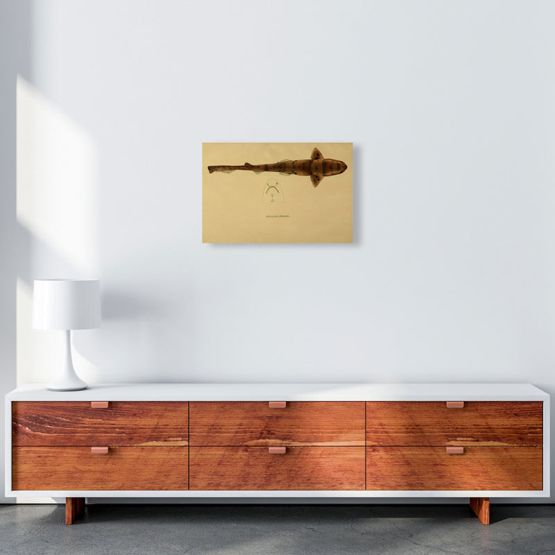 Shark Series 2 Art Print by Jason Stanley A3 Canvas