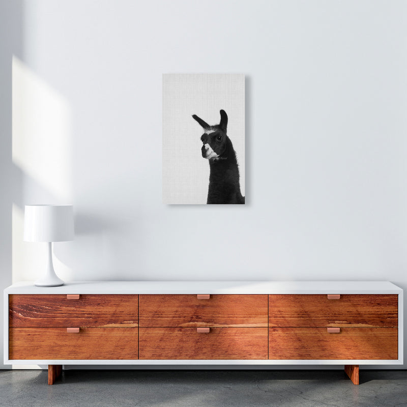 Llama
