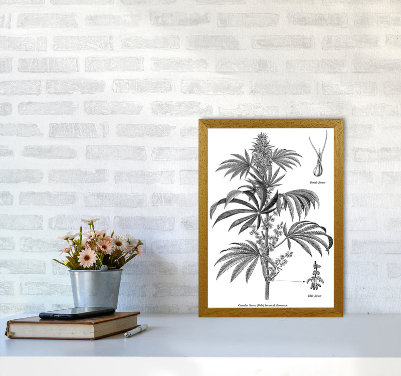 Cannabis Sativa Botanical Illustration Art Print by Jason Stanley A3 Print Only