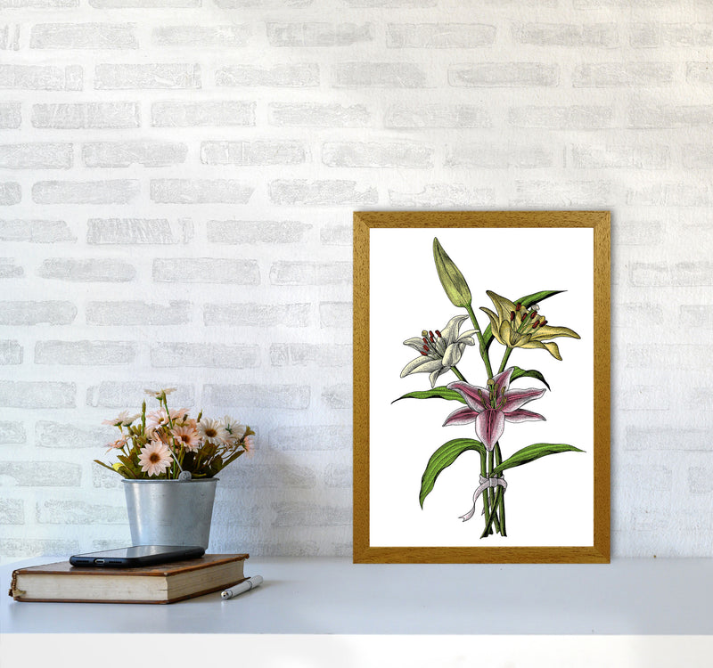 Vintage Lilly Illustration Art Print by Jason Stanley A3 Print Only