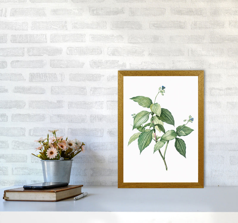 Vintage Botanical Plant Art Print by Jason Stanley A3 Print Only