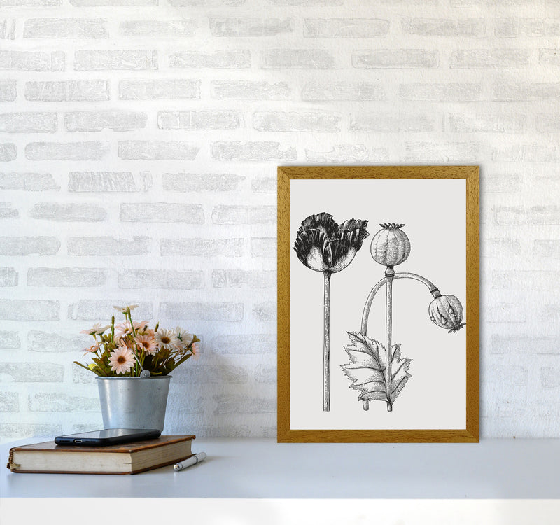 Vintage Poppy Plant Art Print by Jason Stanley A3 Print Only