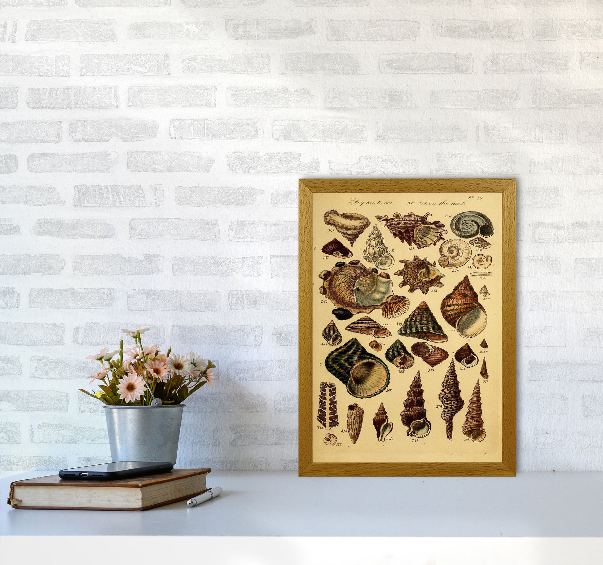 Vintage Shells Art Print by Jason Stanley A3 Print Only