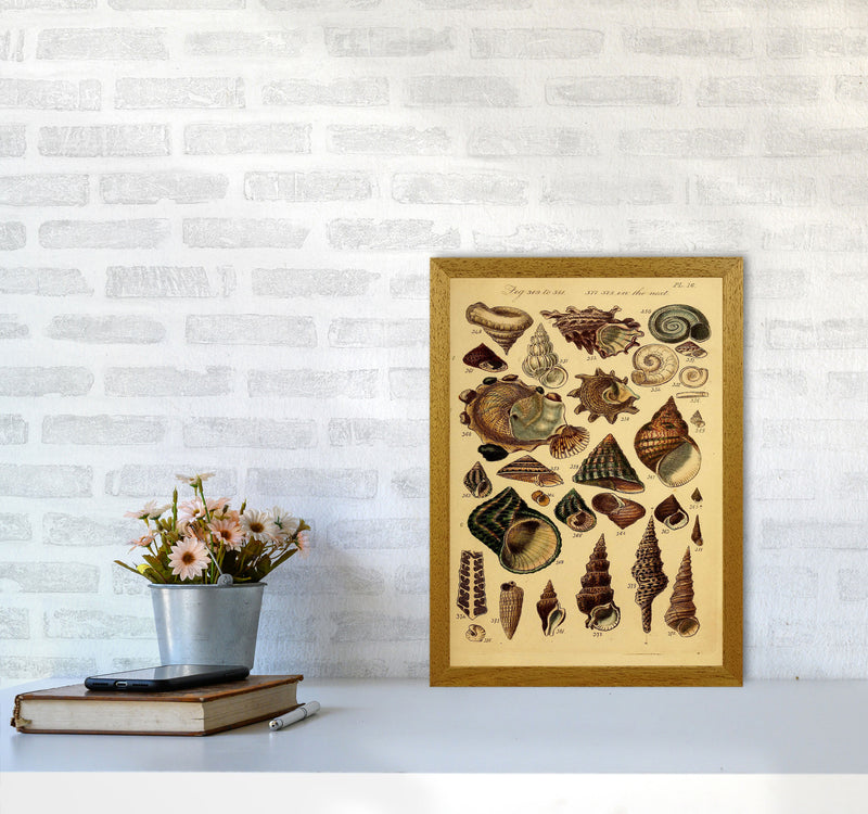 Vintage Shells Art Print by Jason Stanley A3 Print Only
