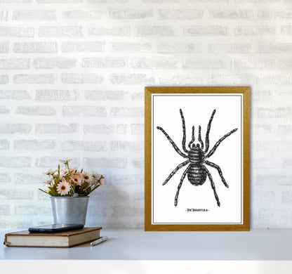 The Tarantula Art Print by Jason Stanley A3 Print Only