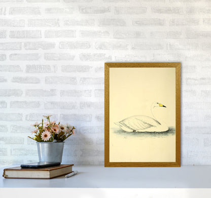 Vintage Swan Art Print by Jason Stanley A3 Print Only