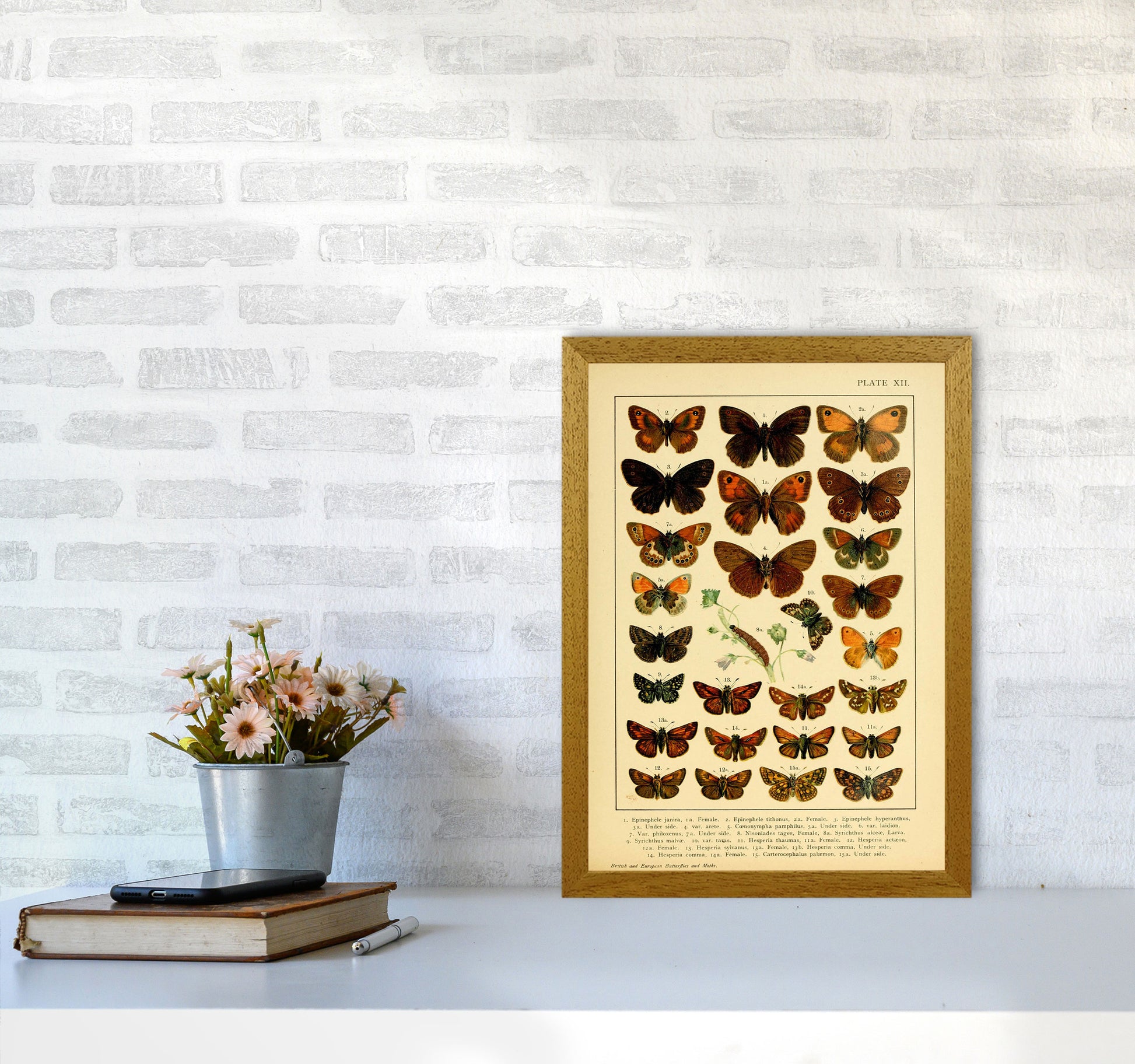 Vintage Butterfly Illustration #2 Art Print by Jason Stanley A3 Print Only