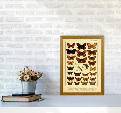 Vintage Butterfly Illustration #2 Art Print by Jason Stanley A3 Print Only