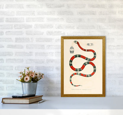 Vintage Snake Illustration 2 Art Print by Jason Stanley A3 Print Only