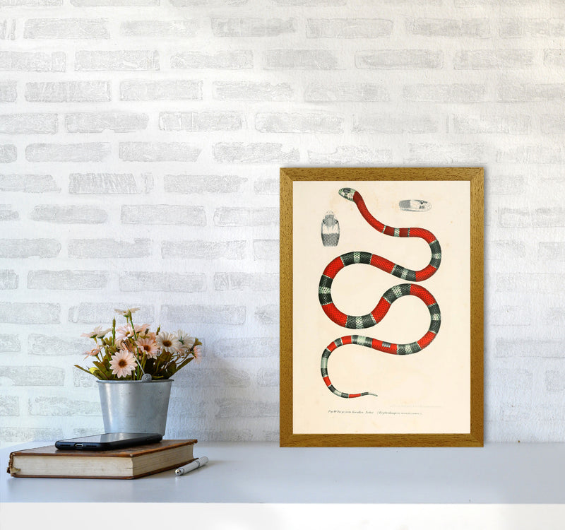 Vintage Snake Illustration 2 Art Print by Jason Stanley A3 Print Only