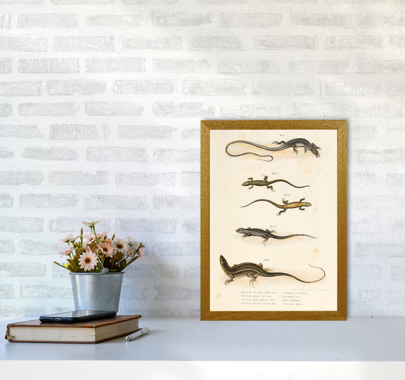 Vintage Salamander Illustration Art Print by Jason Stanley A3 Print Only