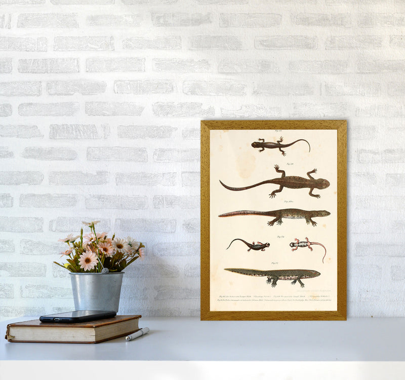 Vintage Newt Illustration Art Print by Jason Stanley A3 Print Only