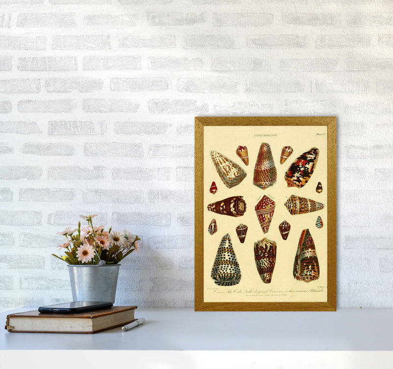 Conchology Illustration 2 Art Print by Jason Stanley A3 Print Only