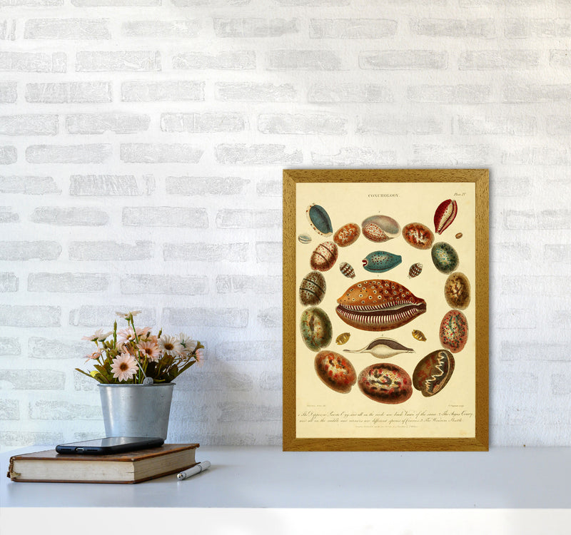 Conchology Illustration Art Print by Jason Stanley A3 Print Only
