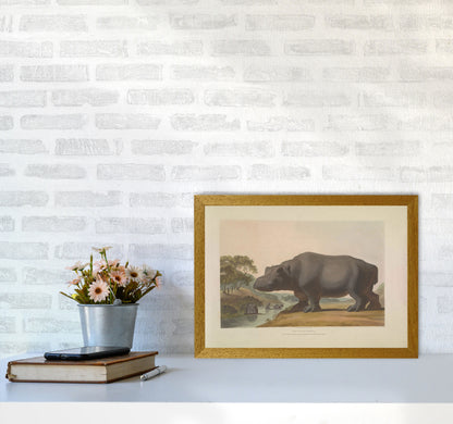 Vintage Hippo Illustration Art Print by Jason Stanley A3 Print Only