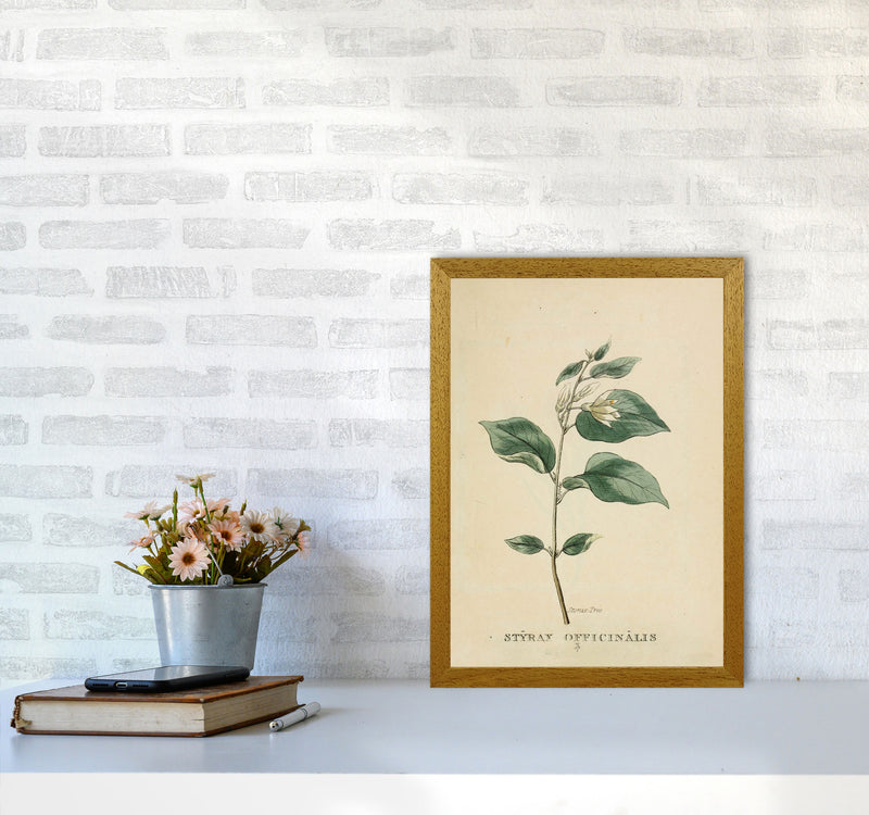 Vintage Flower Series 1 Art Print by Jason Stanley A3 Print Only