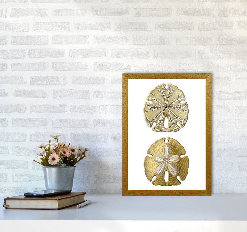 Sand Dollar Illustration Art Print by Jason Stanley A3 Print Only