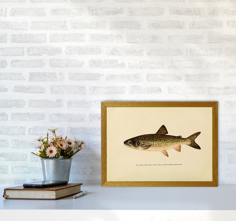 Lake Trout Illustration Art Print by Jason Stanley A3 Print Only