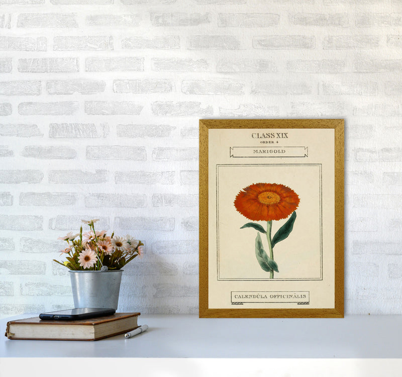Vintage Flower Series 9 Art Print by Jason Stanley A3 Print Only