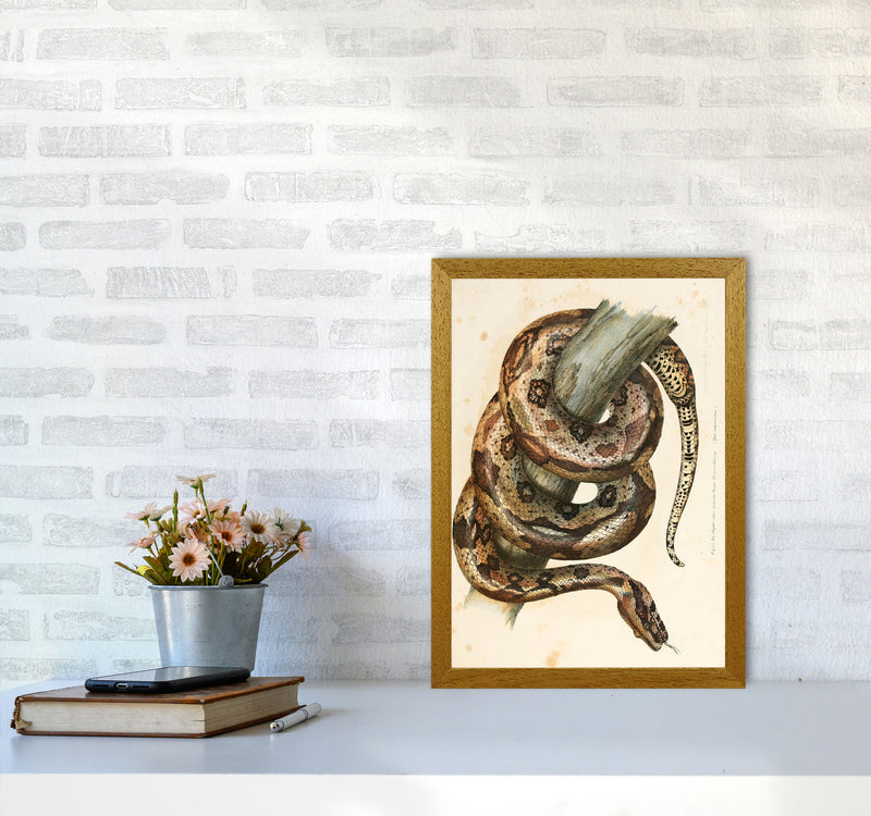 Vintage Snake Illustration Art Print by Jason Stanley A3 Print Only