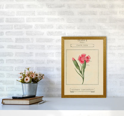 Vintage Flower Series 4 Art Print by Jason Stanley A3 Print Only