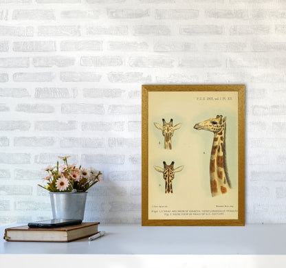 Longest Neck In The Jungle Art Print by Jason Stanley A3 Print Only