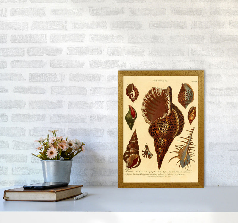 Vintage Conchology 2 Art Print by Jason Stanley A3 Print Only