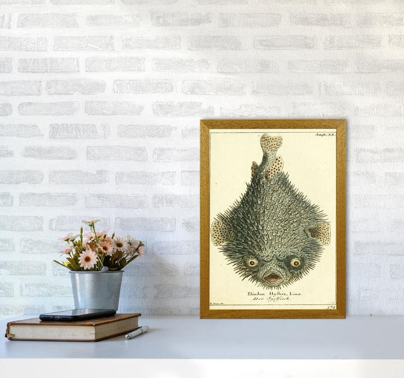 Vintage Japanese Fish Art Print by Jason Stanley A3 Print Only