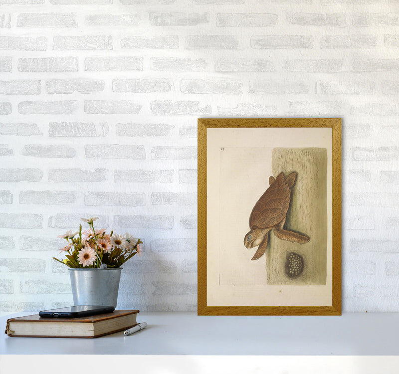 Vintage Sea Turtle Art Print by Jason Stanley A3 Print Only