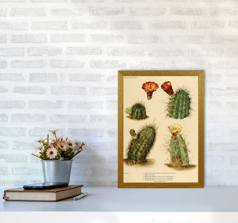 Cactus Series 1 Art Print by Jason Stanley A3 Print Only