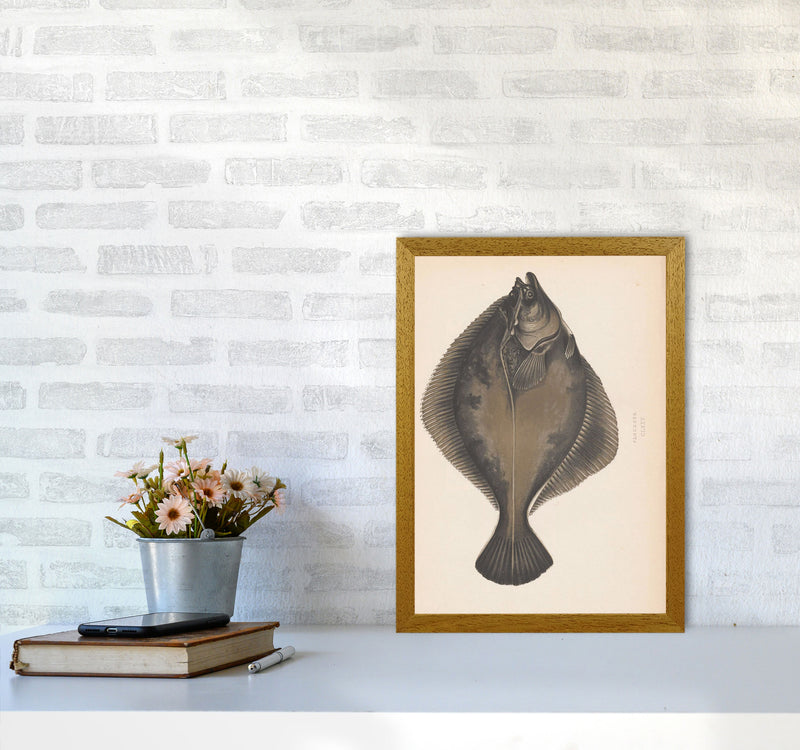 Vintage Flounder Art Print by Jason Stanley A3 Print Only