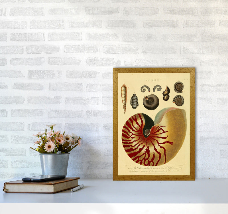 Vintage Conchology Art Print by Jason Stanley A3 Print Only