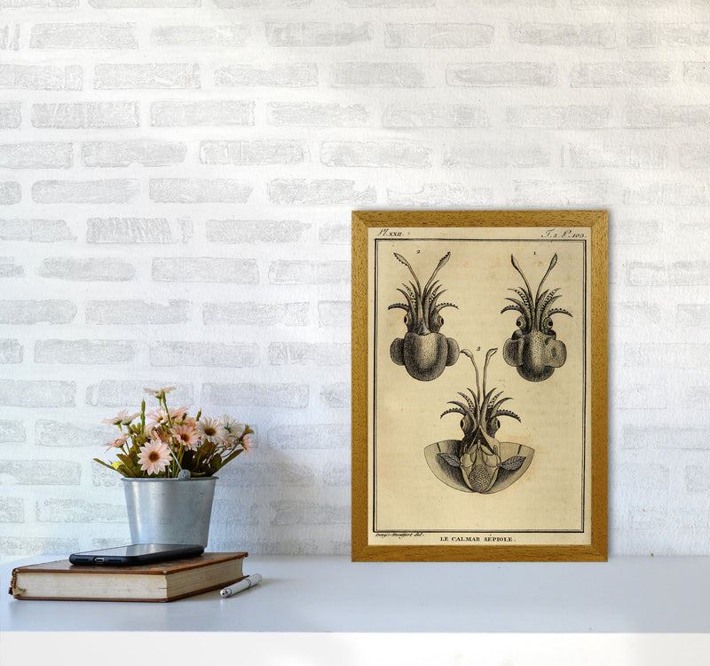 Vintage Squid 3 Art Print by Jason Stanley A3 Print Only