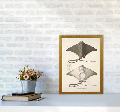 Vintage Stingray Art Print by Jason Stanley A3 Print Only