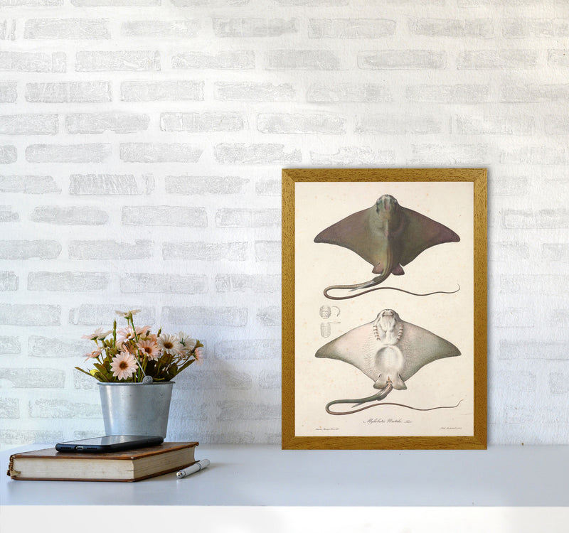 Vintage Stingray Art Print by Jason Stanley A3 Print Only