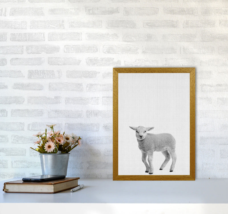 Lamb Art Print by Jason Stanley A3 Print Only