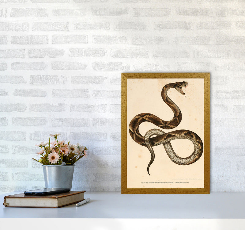 Vintage Snake Art Print by Jason Stanley