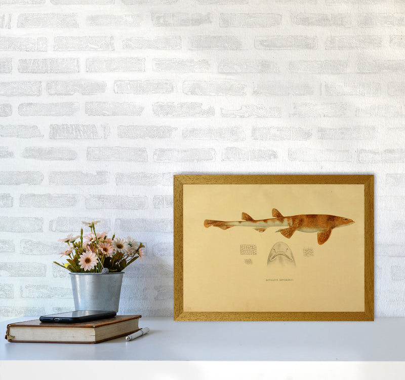 Shark Series 1 Art Print by Jason Stanley A3 Print Only