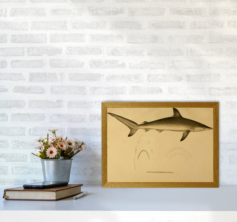 Shark Series 4 Art Print by Jason Stanley A3 Print Only