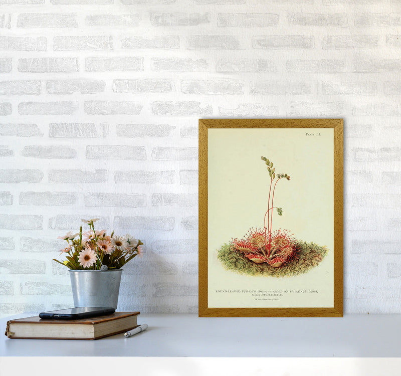 Venus Fly Trap Art Print by Jason Stanley A3 Print Only