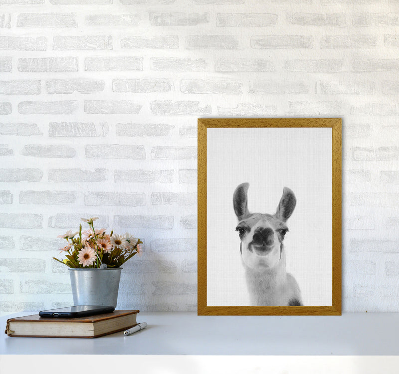 Llama Art Print by Jason Stanley A3 Print Only