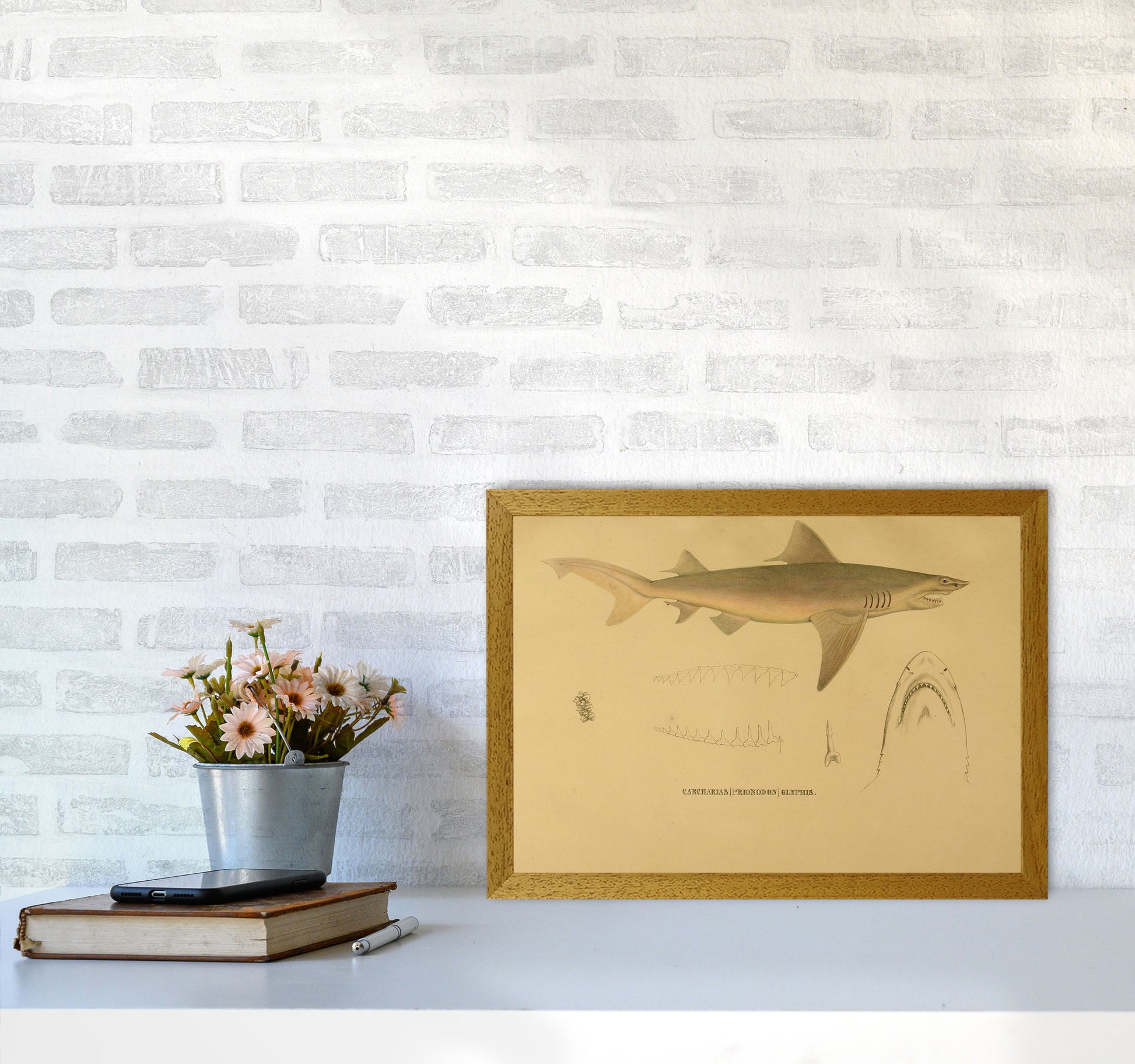 Shark Series 3 Art Print by Jason Stanley A3 Print Only