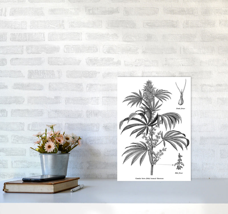 Cannabis Sativa Botanical Illustration Art Print by Jason Stanley A3 Black Frame